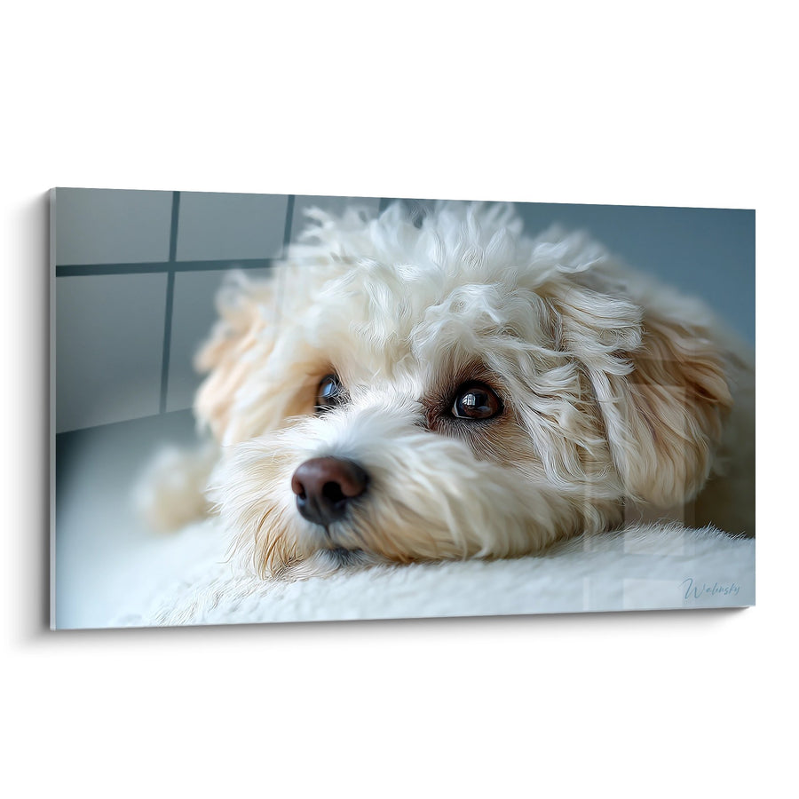 Obraz Bichon Havanais z Delikatnymi Oczami, Leżący - Intymistyczny Portret - Edycja Bichon Havanais