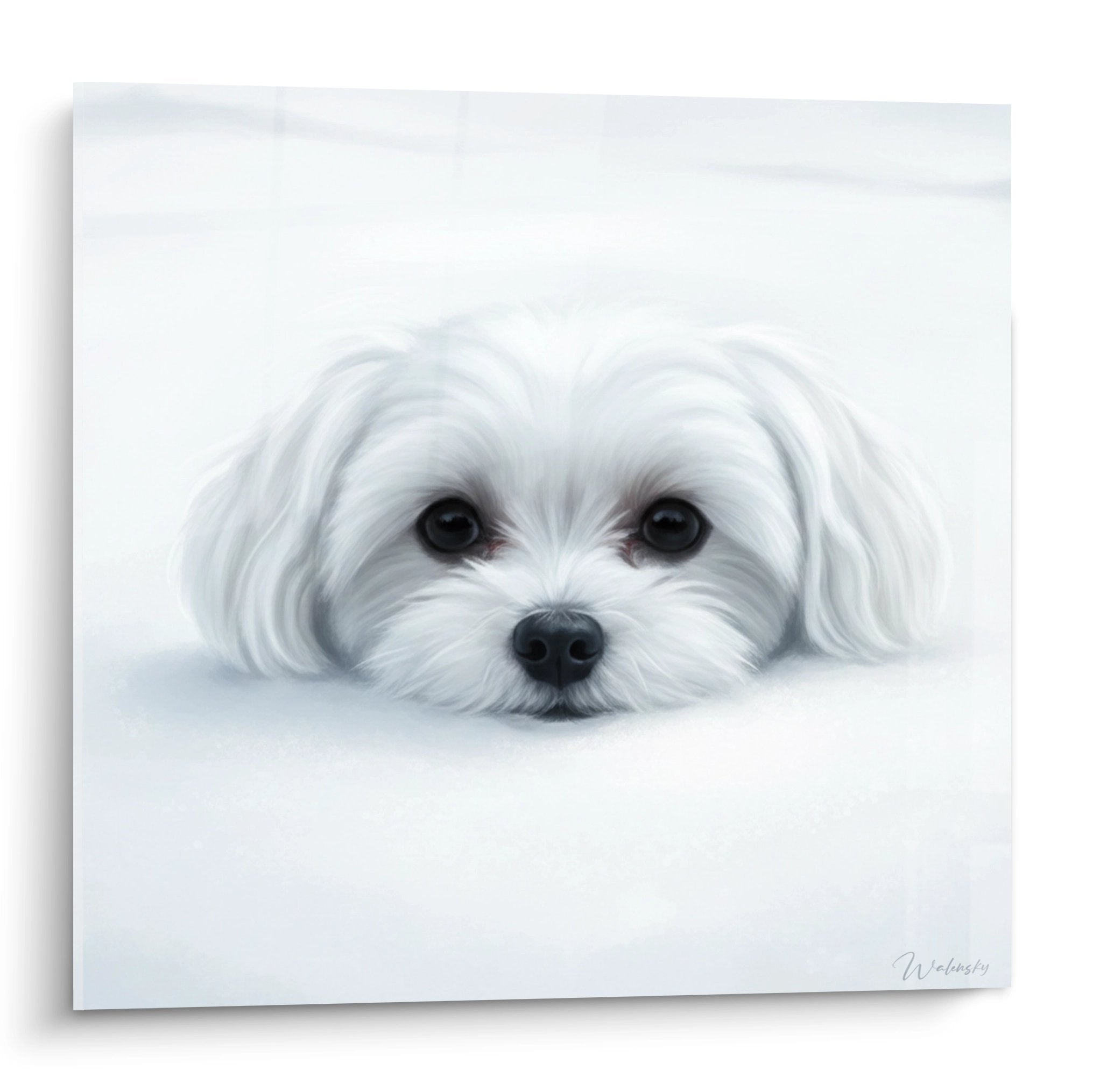 tableau artistique bichon maltais blanc emergeant nuages vaporeux yeux tendres fond blanc immacule art canin doux