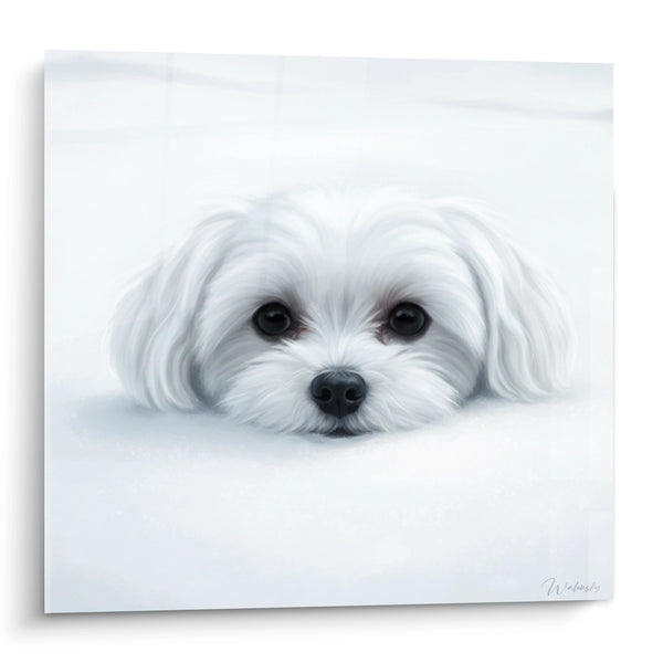 Cuadro de Perro Blanco con Ojos Tiernos Emergiendo de Nubes - Dulzura Celeste - Edición Bichón Maltés