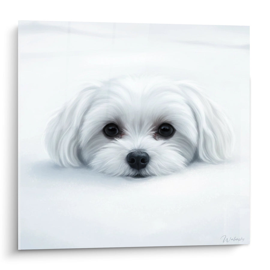 Cuadro de Perro Blanco con Ojos Tiernos Emergiendo de Nubes - Dulzura Celeste - Edición Bichón Maltés