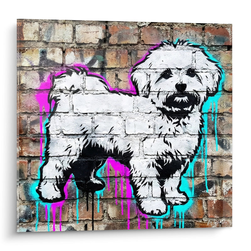 Bichon Maltese Graffiti Canvas with Colorful Drips - Urban Canine Art - Bichon Maltese Edition