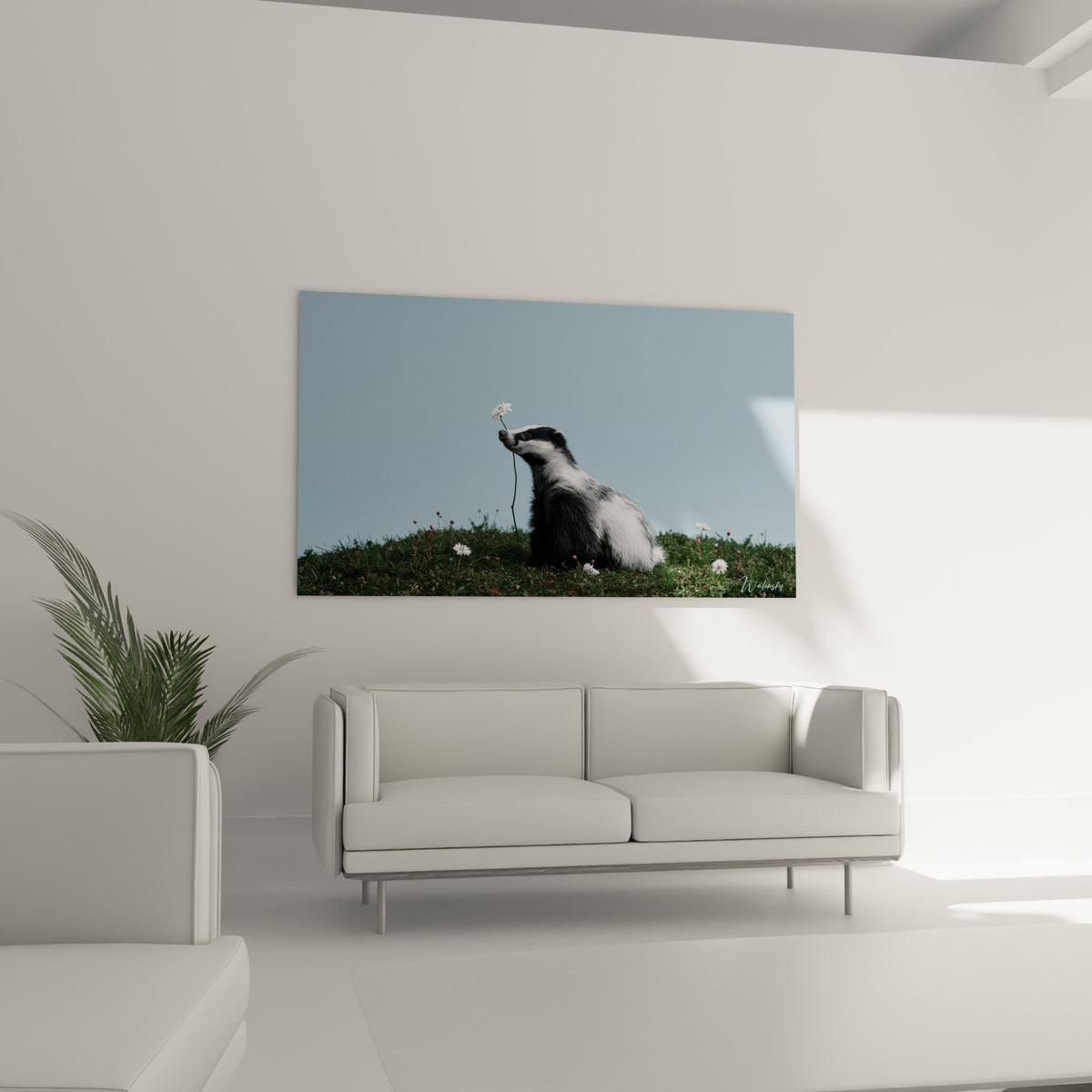 Le blaireau au pelage noir et blanc tient une fleur blanche au-dessus d'un canapé dans un salon lumineux