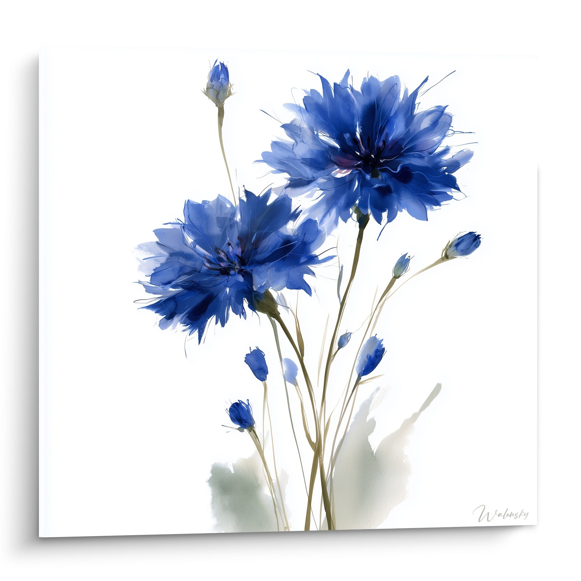 Bleuets bleu marine et blanc aux pétales éclatés, composition aquarelle sur fond immaculé