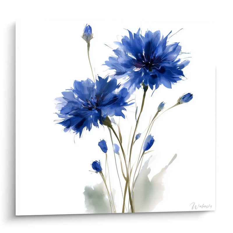 Tableau Bleuets bleu marine et blanc aux tiges effilées - Boutons en attente - Edition Bleuet
