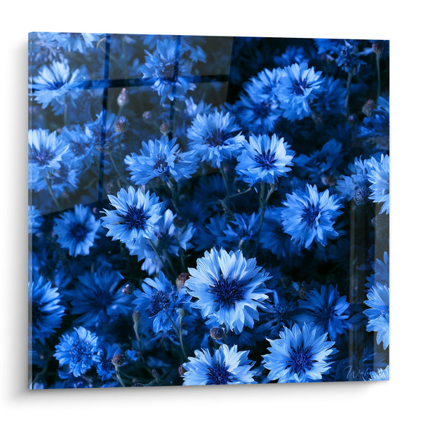 Cuadro Amezuelas fotografía azul marino y azul celeste - Frescura campestre - Edición Amezuela
