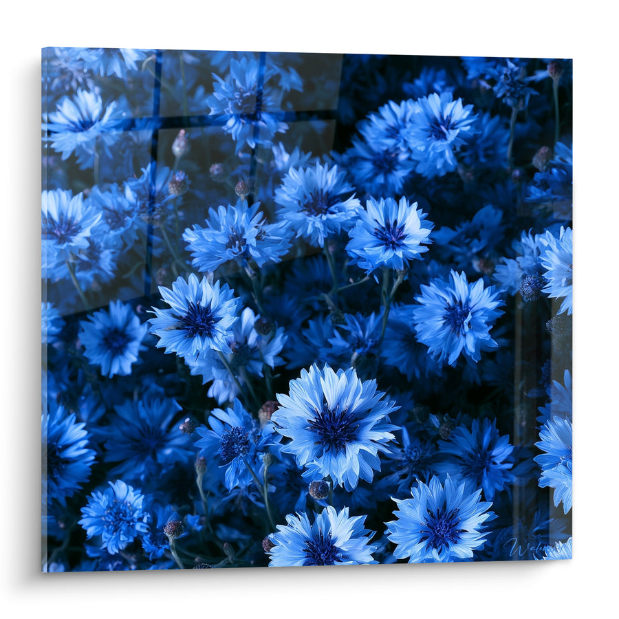 Tableau Bleuets photographie bleu marine et azur - Fraîcheur champêtre - Edition Bleuet