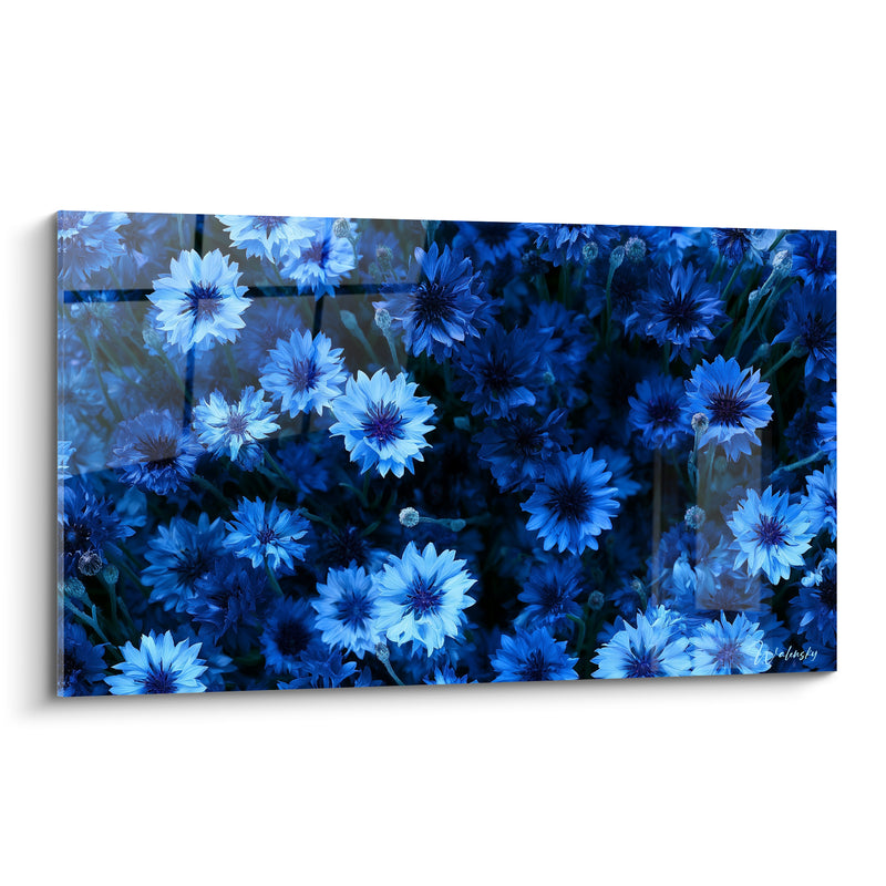 Tableau Bleuets bleu marine et azur pâle - Nuit fleurie - Edition Bleuet