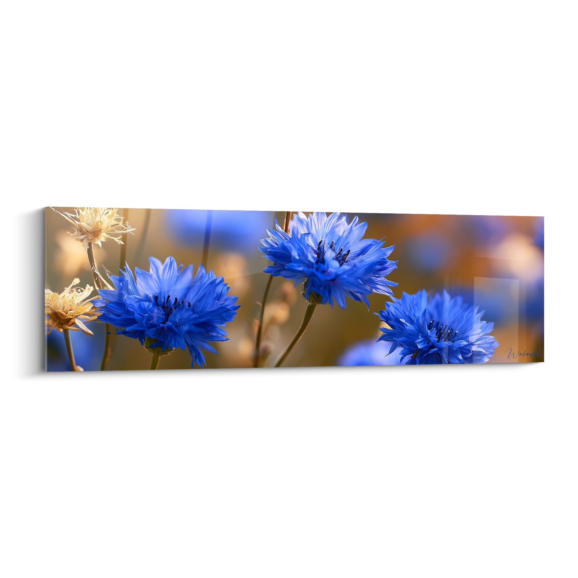 Bleuets bleu marine en gros plan avec fond doré flou et pétales déchiquetés lumineux