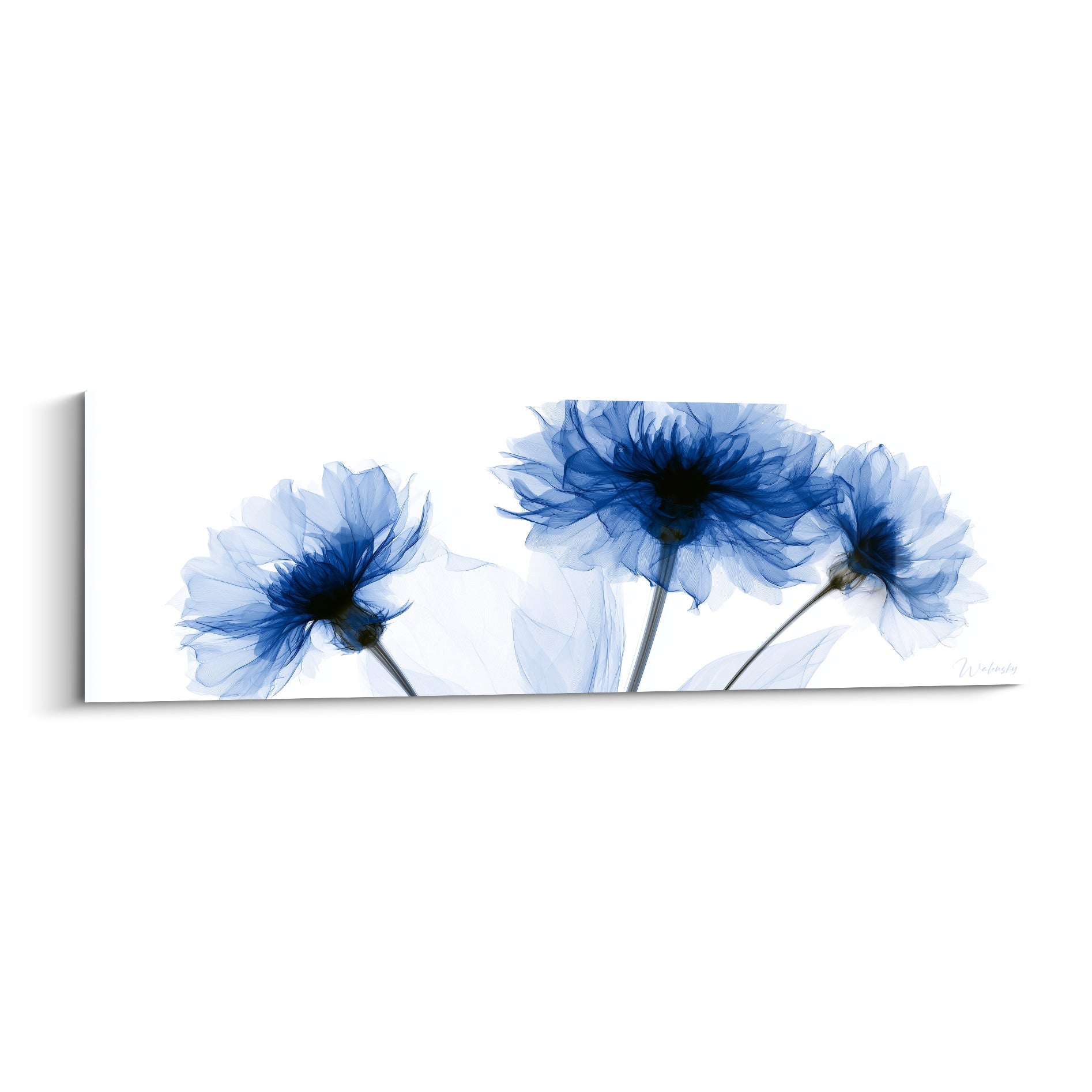 Bleuets translucides bleu marine et bleu pastel se déploient sur fond blanc épuré