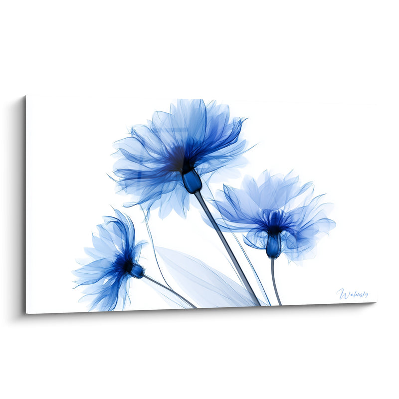 Tableau Bleuets bleu marine et blanc aux pétales vaporeux - Effet radiographique translucide - Edition Bleuet
