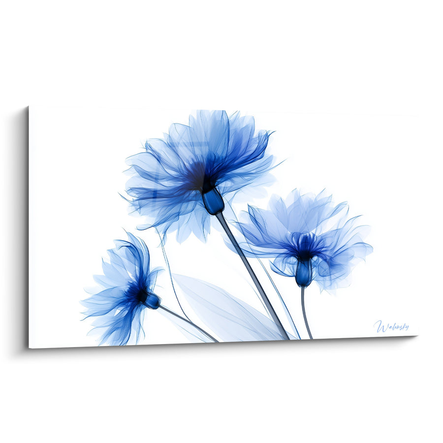 Blumenbild Kornblumen Marineblau und Weiß mit ätherischen Blütenblättern - Röntgenartiger transparenter Effekt - Edition Kornblume