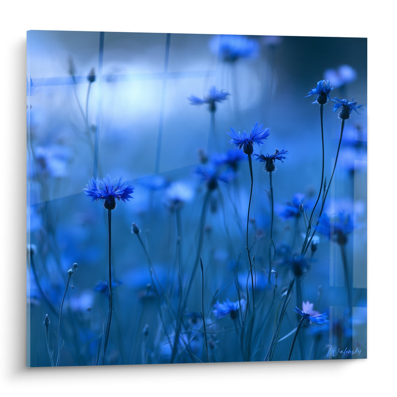Tableau Champ de bleuets bleu nuit et argenté - Brume matinale - Edition Bleuet