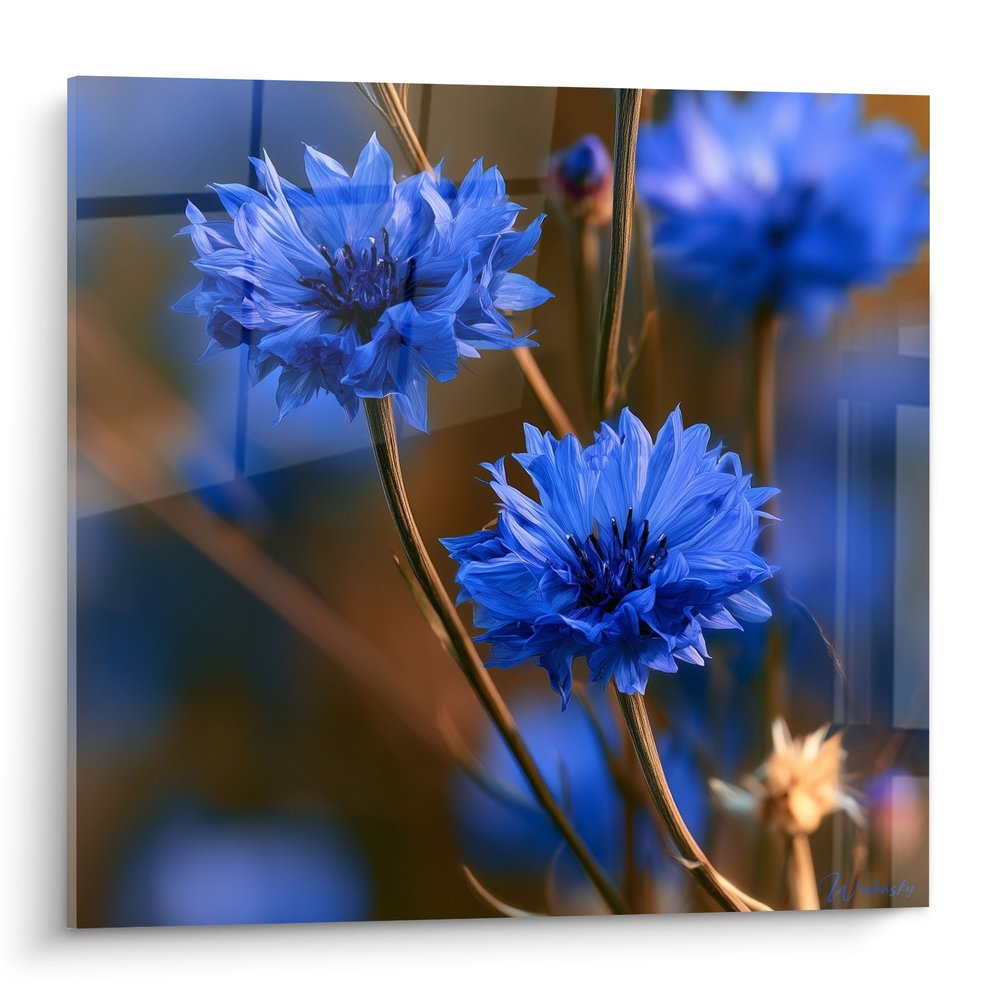 Bleuets bleu roi aux pétales déployés sur fond flou ambré et doré, cœurs sombres visibles