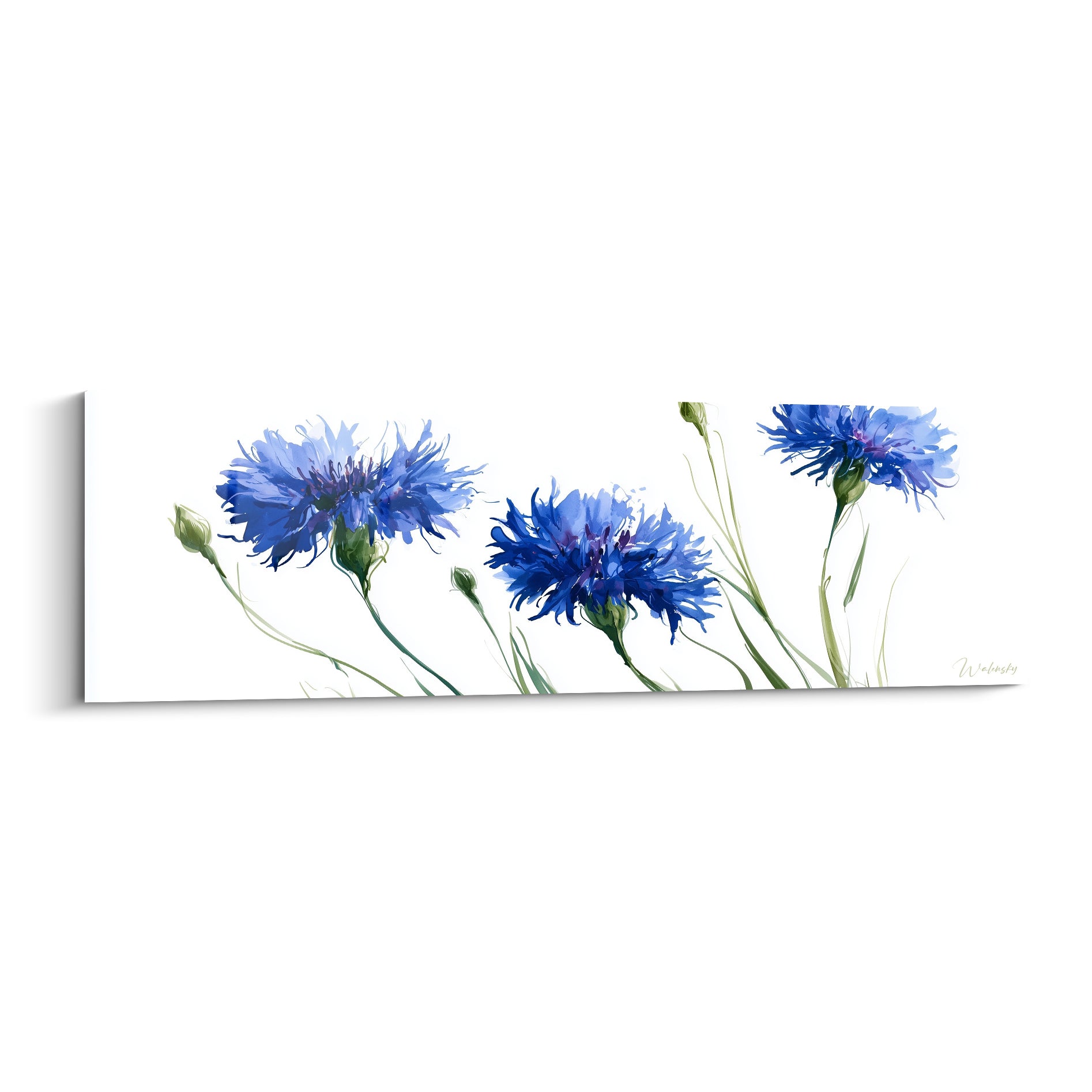 Bleuets bleu vif et tiges vertes déployés en aquarelle sur fond blanc immaculé