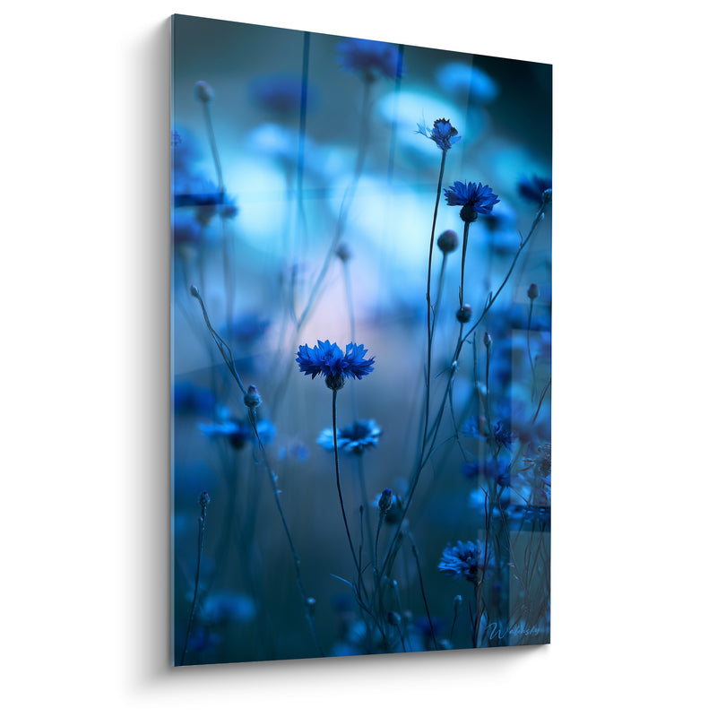 Tableau Bleuets bleu marine et turquoise en champ - Songe crépusculaire - Edition Bleuet