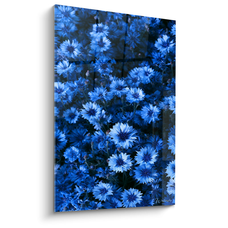 Tableau Champ de bleuets bleu et anthracite - Murmure des champs - Edition Bleuet