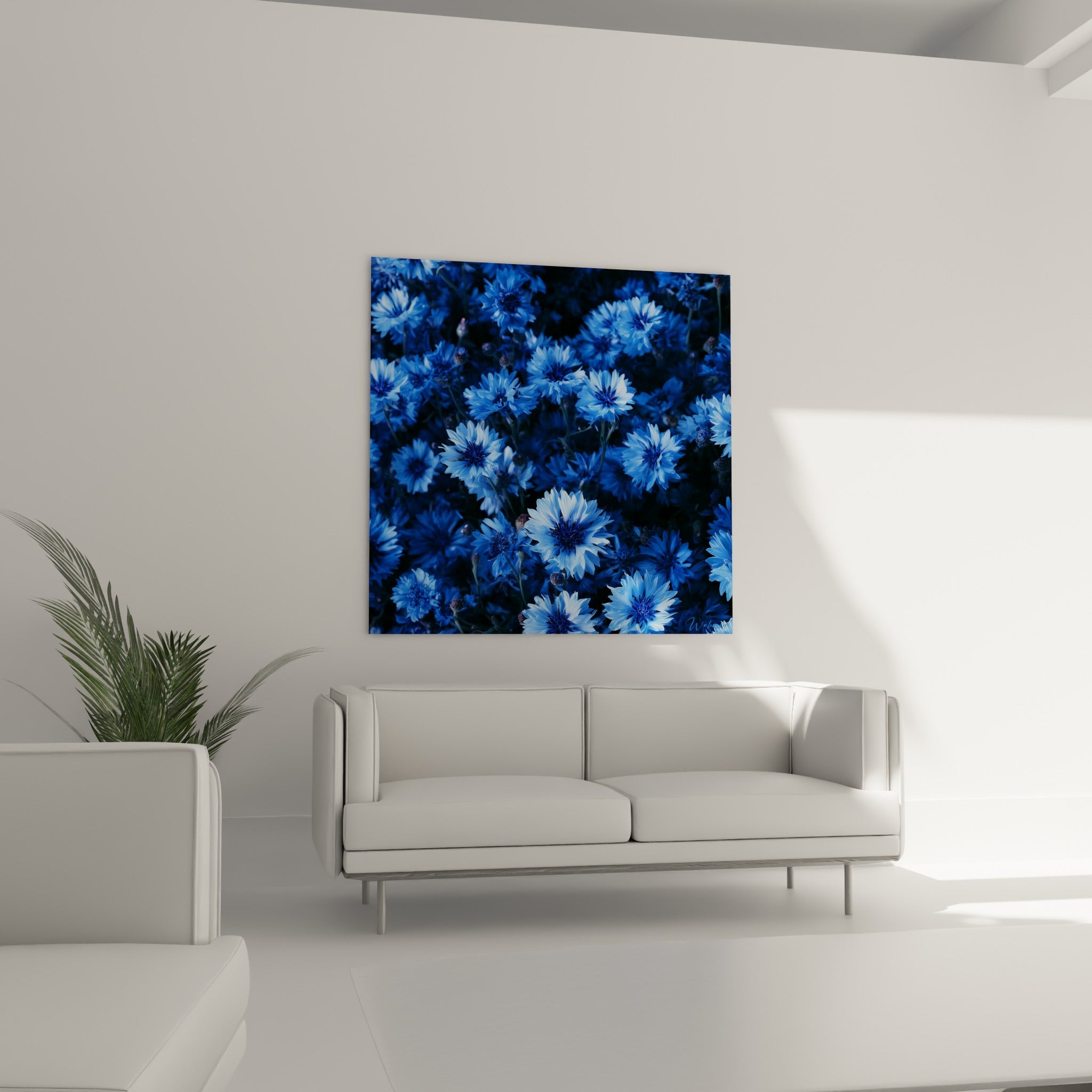 Fleurs de bleuet bleu azur et violacé suspendues au-dessus d'un canapé dans un salon lumineux