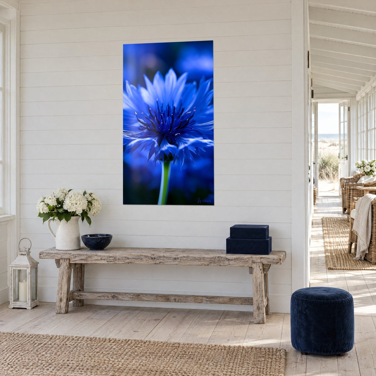 Tableau fleur bleue aux étamines noires en éventail, fond marine flou, au mur blanc lambrissé d'une maison de bord de mer