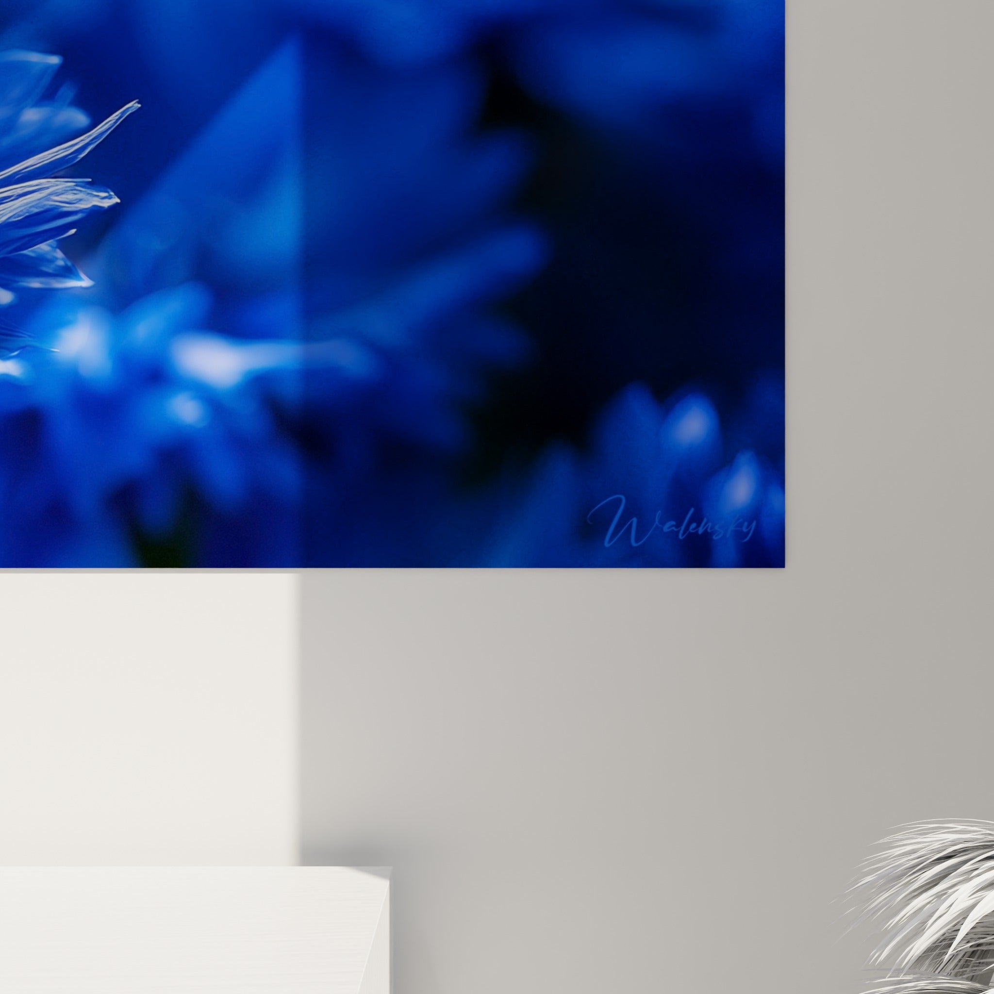 Détail des pétales fins du bleuet où le bleu pastel et le bleu marine se fondent en douceur
