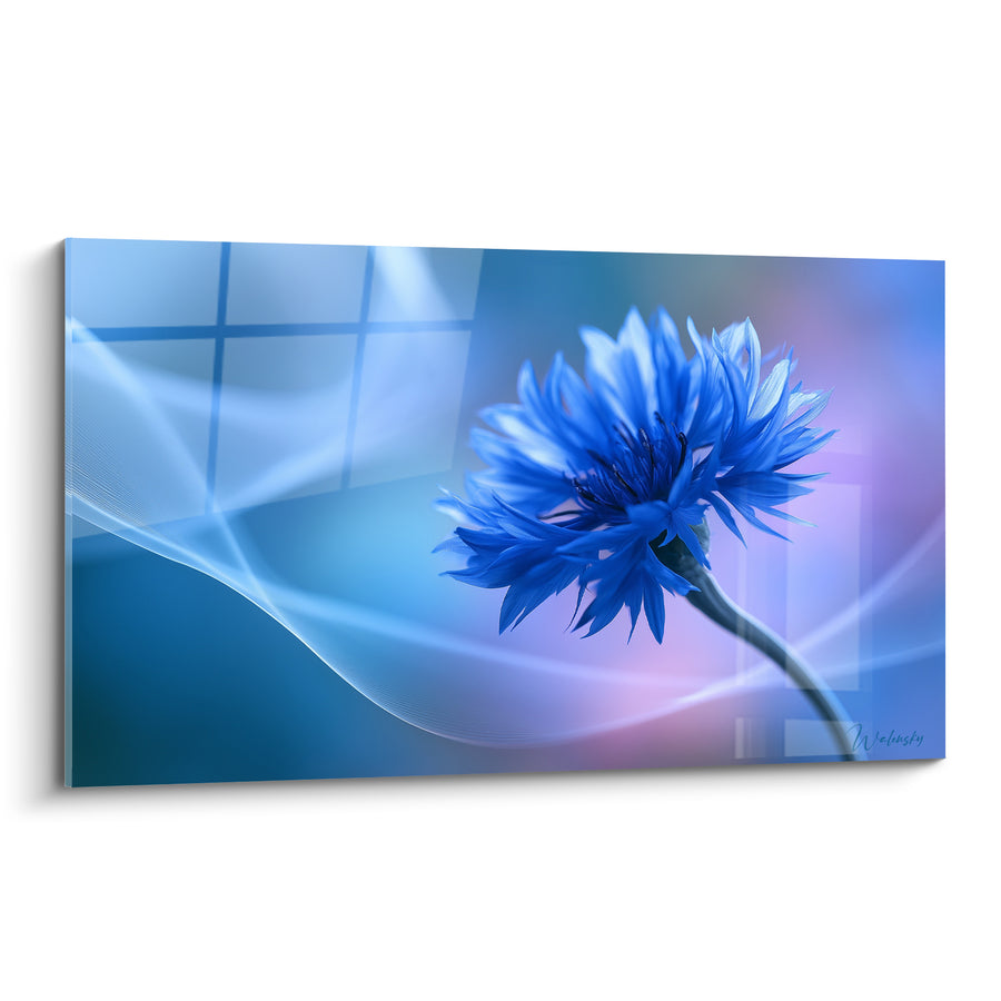 Blütenbild Kornblume blau und rosa mit wellenden Segeln - Diffuses Lichtgitter - Edition Kornblume