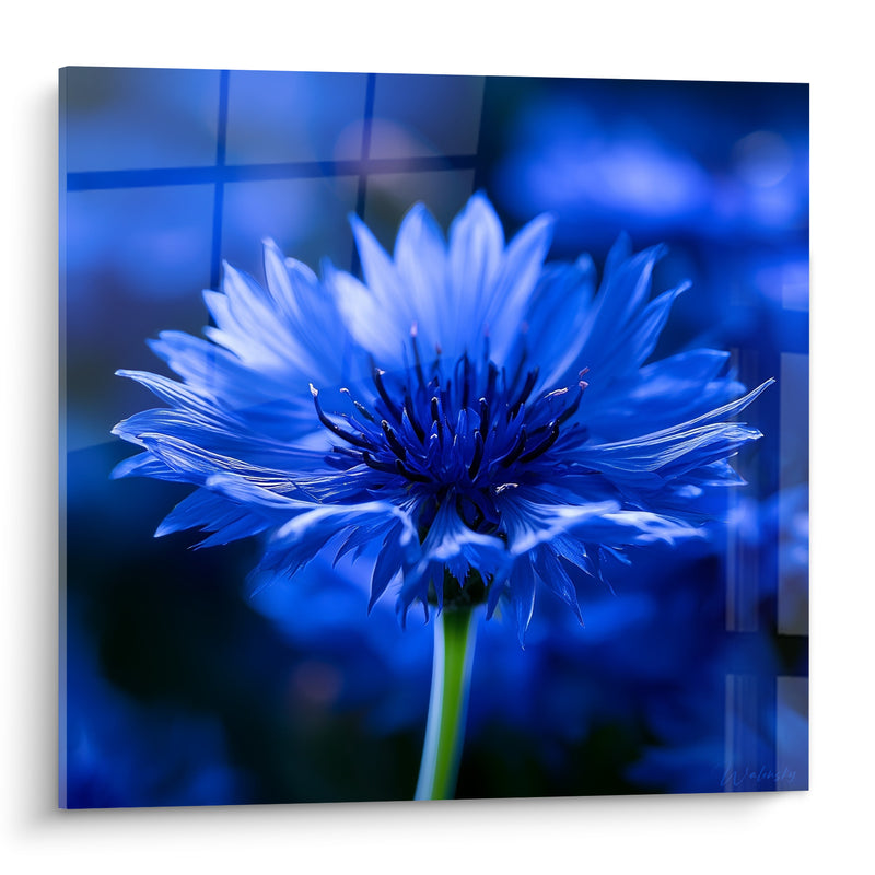 Tableau Bleuet aux pétales bleu et indigo - Éveil nocturne - Edition Bleuet