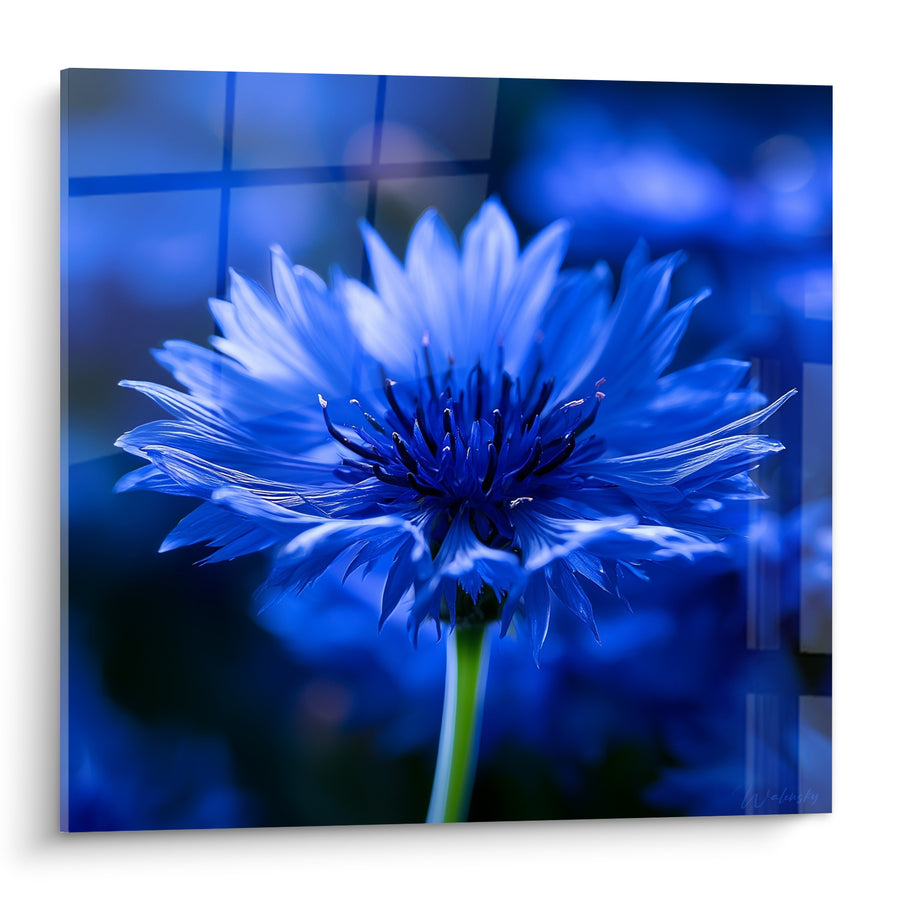 Blumenbild Kornblume mit blauem und indigoblauem Blütenblatt - Nachtweckung - Kornblumen-Edition