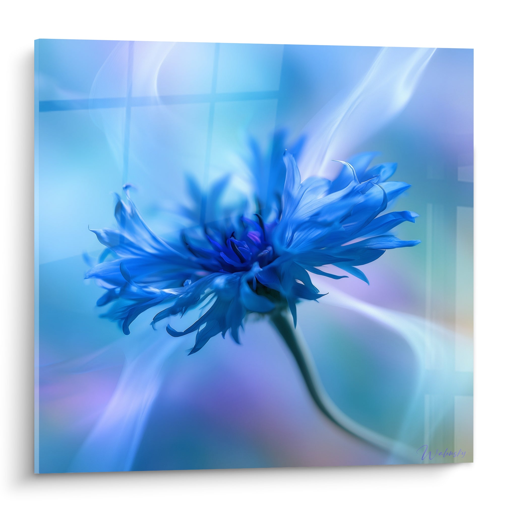Bleuet bleu et mauve aux pétales déployés, effet vaporeux et lumière diffuse en fond flou