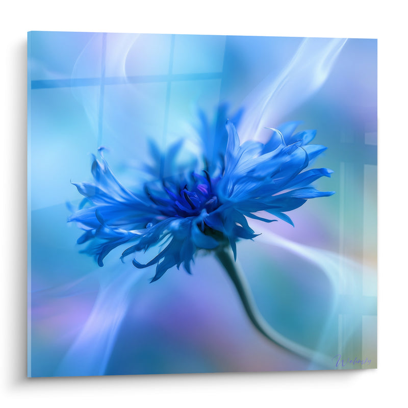 Tableau Bleuet aux pétales bleu et mauve vaporeux - Songe éthéré - Edition Bleuet