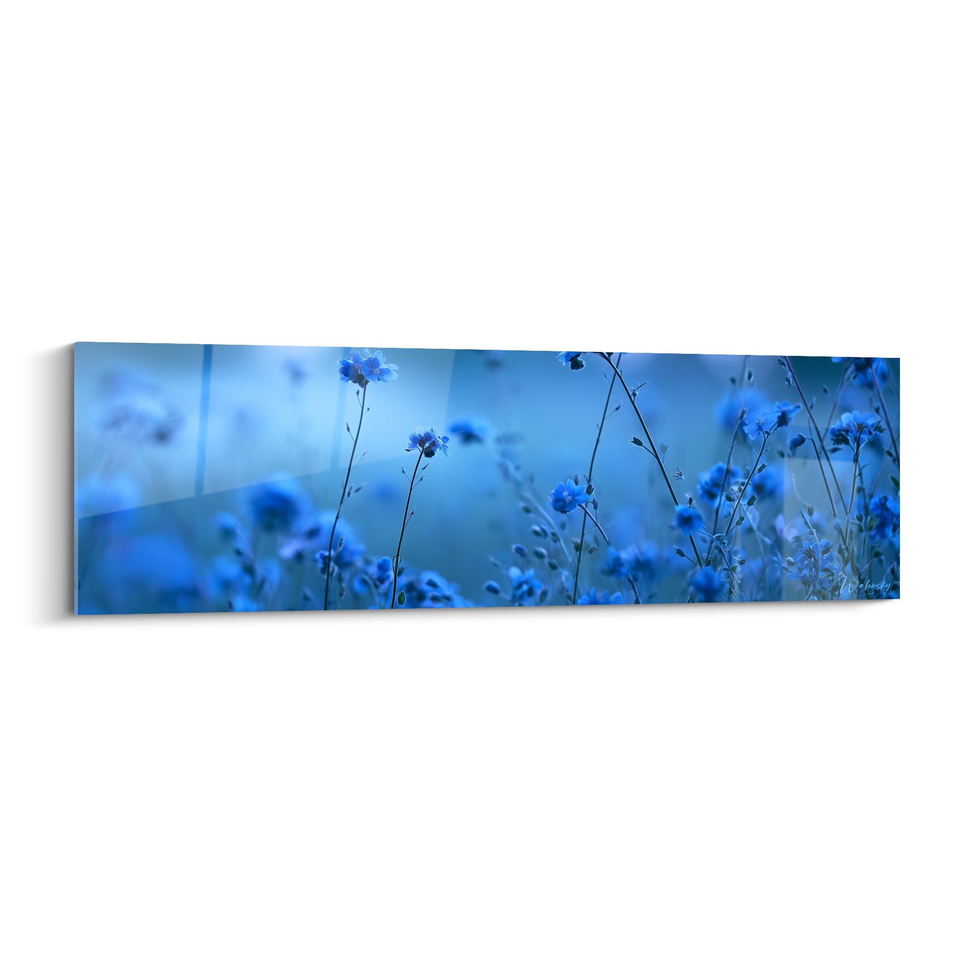 Bleuets bleu marine et azur en fleurs sauvages, tiges fines sur fond flou nocturne