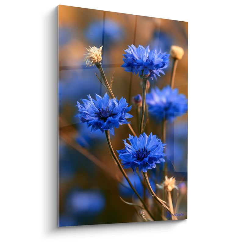 Tableau Bleuets bleu vif et ambre aux boutons desséchés - Tiges entrelacées penchées - Edition Bleuet