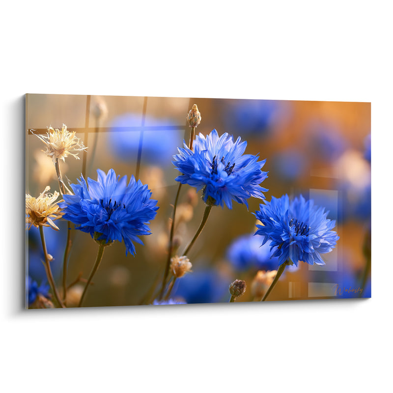 Tableau Bleuets bleus aux tiges dorées - Douceur des champs - Edition Bleuet