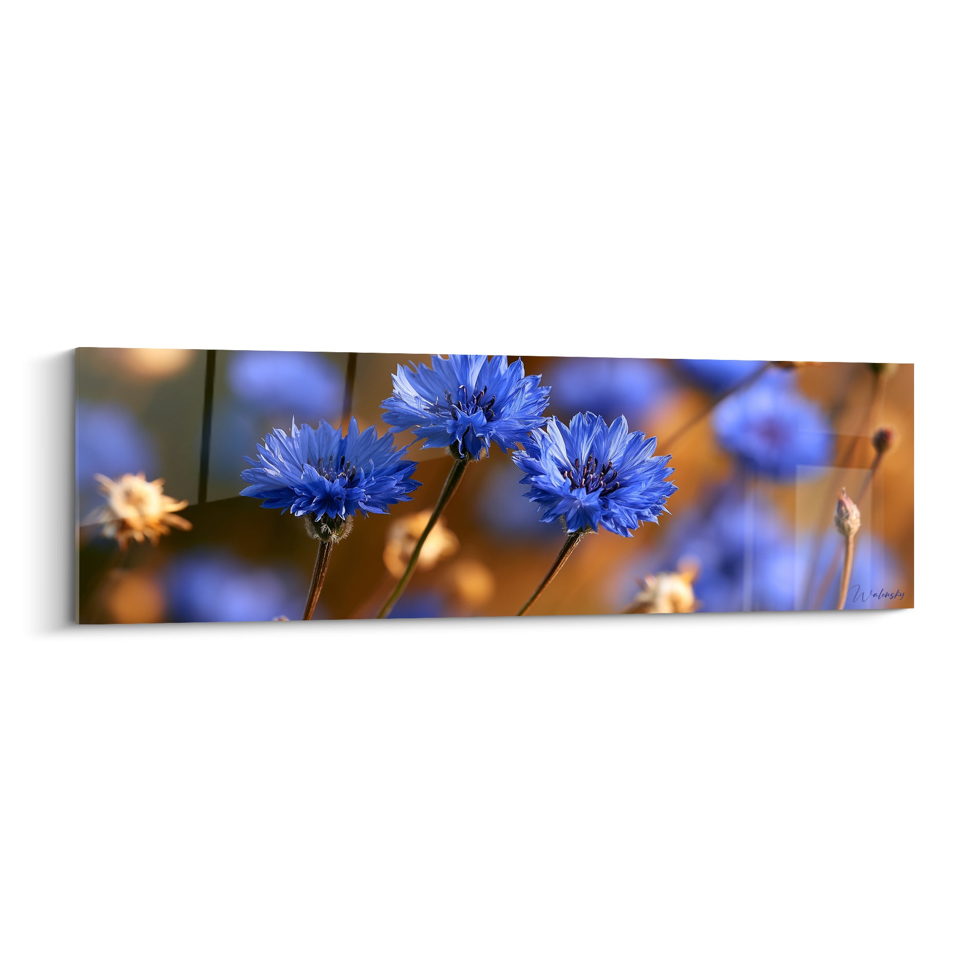 Bleuets bleus aux pétales frangés se détachant sur un fond doré et flou lumineux