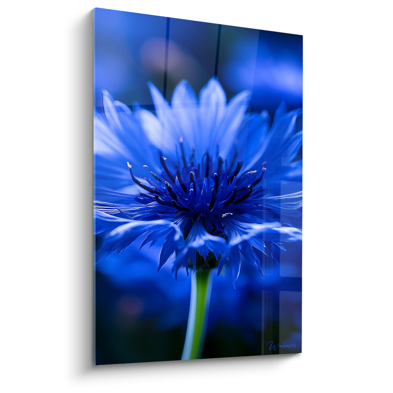Tableau Bleuet bleu électrique et vert à tige unique - Étamines filiformes en éventail - Edition Bleuet