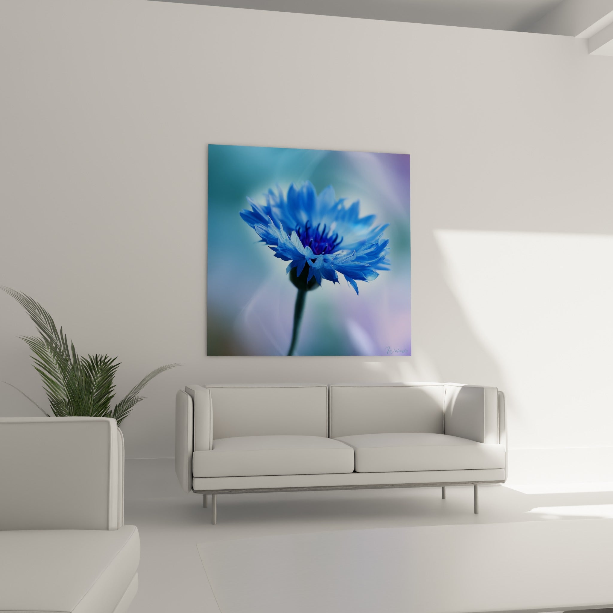 Pétales de bleuet bleu saturé et fond pastel mauve accrochés au-dessus d'un canapé dans un salon lumineux