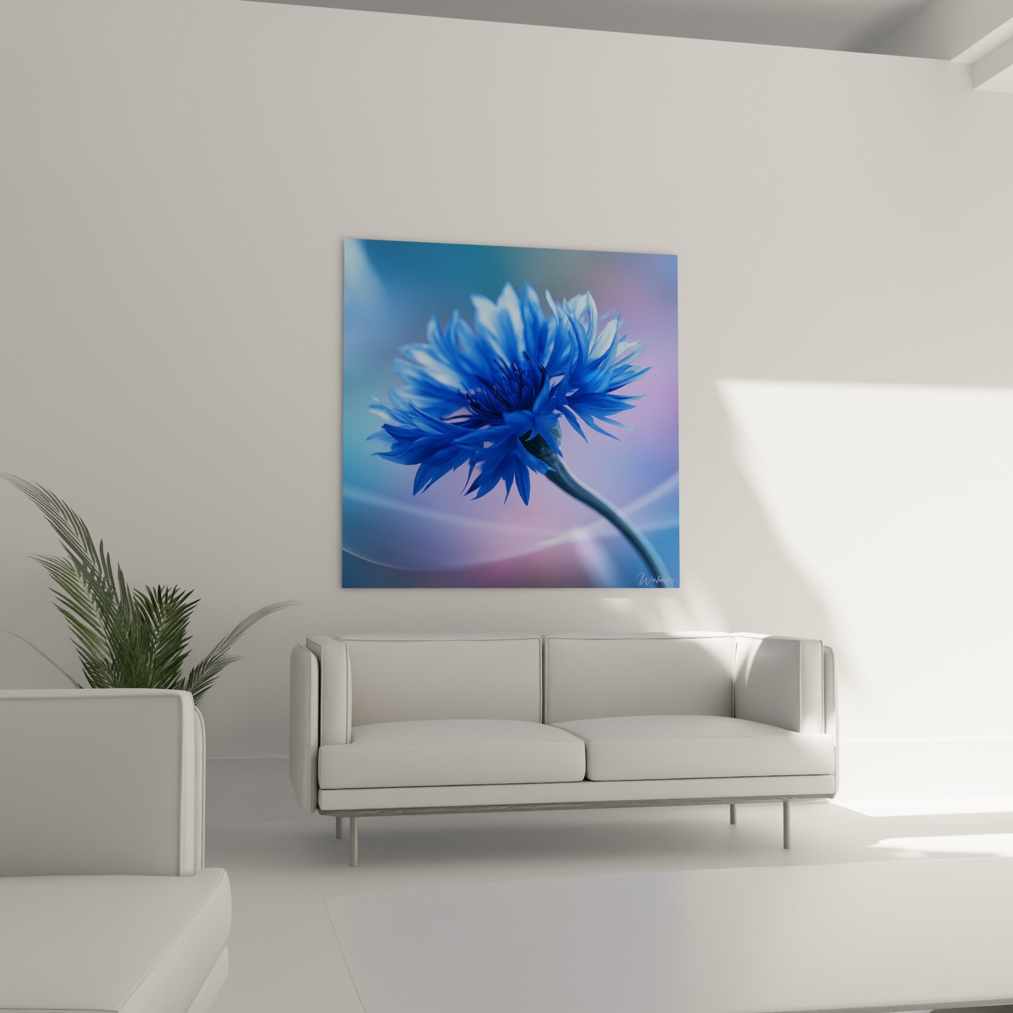 Pétales de bleuet bleu ciel et reflets violets, au-dessus d'un canapé dans un salon lumineux