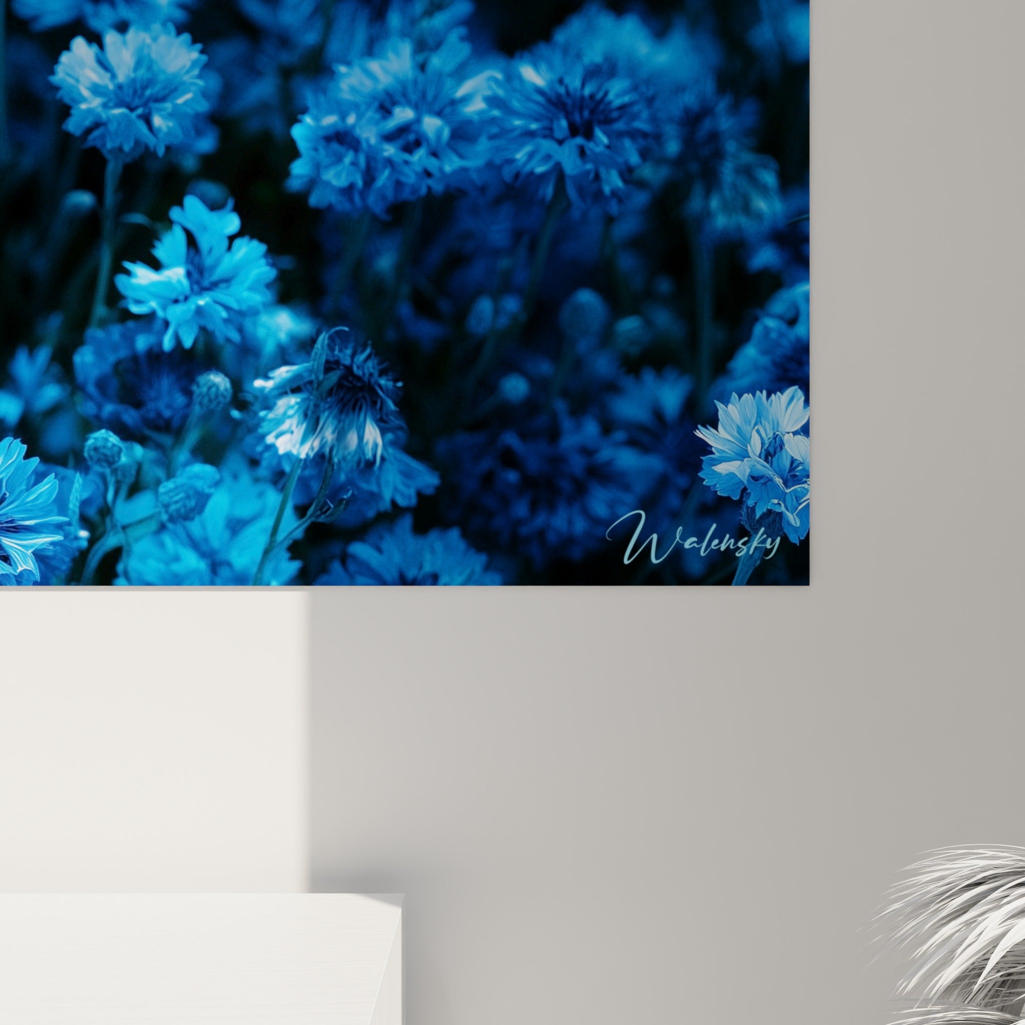 Grain photographique des pétales de bleuet bleu électrique et noir profond visible en gros plan sur la toile