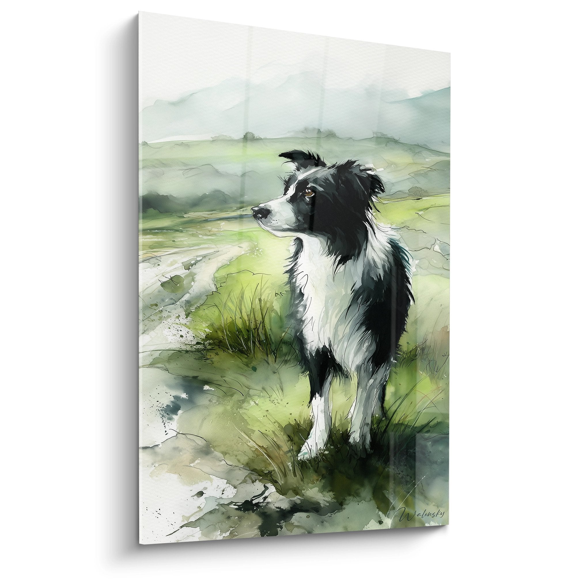 Tableau aquarelle Border Collie noir et blanc contemplant paysage collines vertes prairie campagne