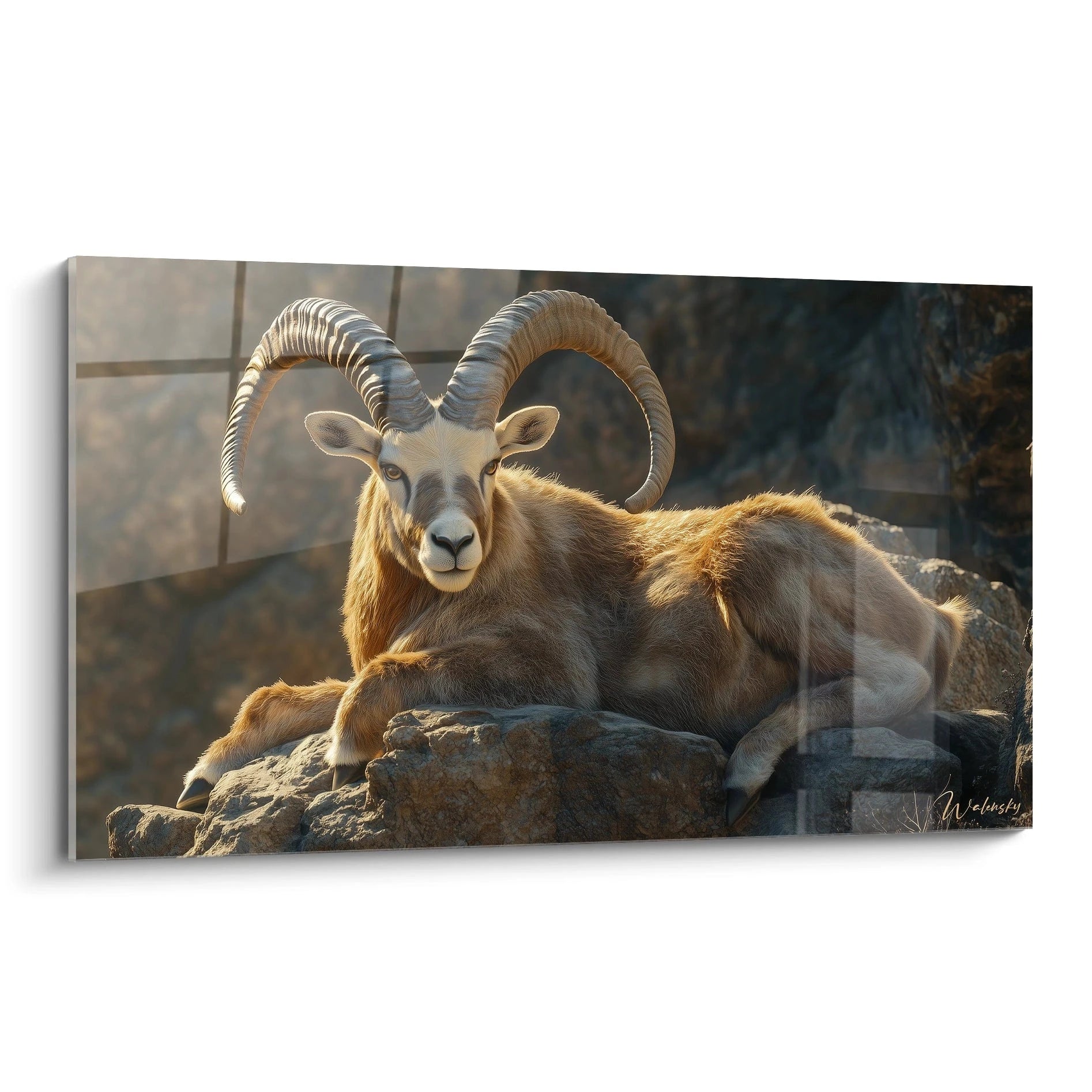 Un tableau bouquetin représentant un spécimen majestueux allongé sur des rochers. L'animal aux grandes cornes courbées est capturé dans une lumière dorée, son pelage brun-beige contrastant avec l'arrière-plan sombre. Texture détaillée des cornes annelées et du pelage.
