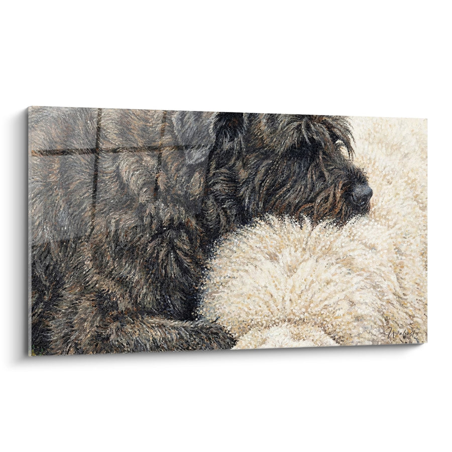 Tableau Chien aux Poils Sombres dans l'Eau - Éclaboussures Dorées - Edition Bouvier des Flandres