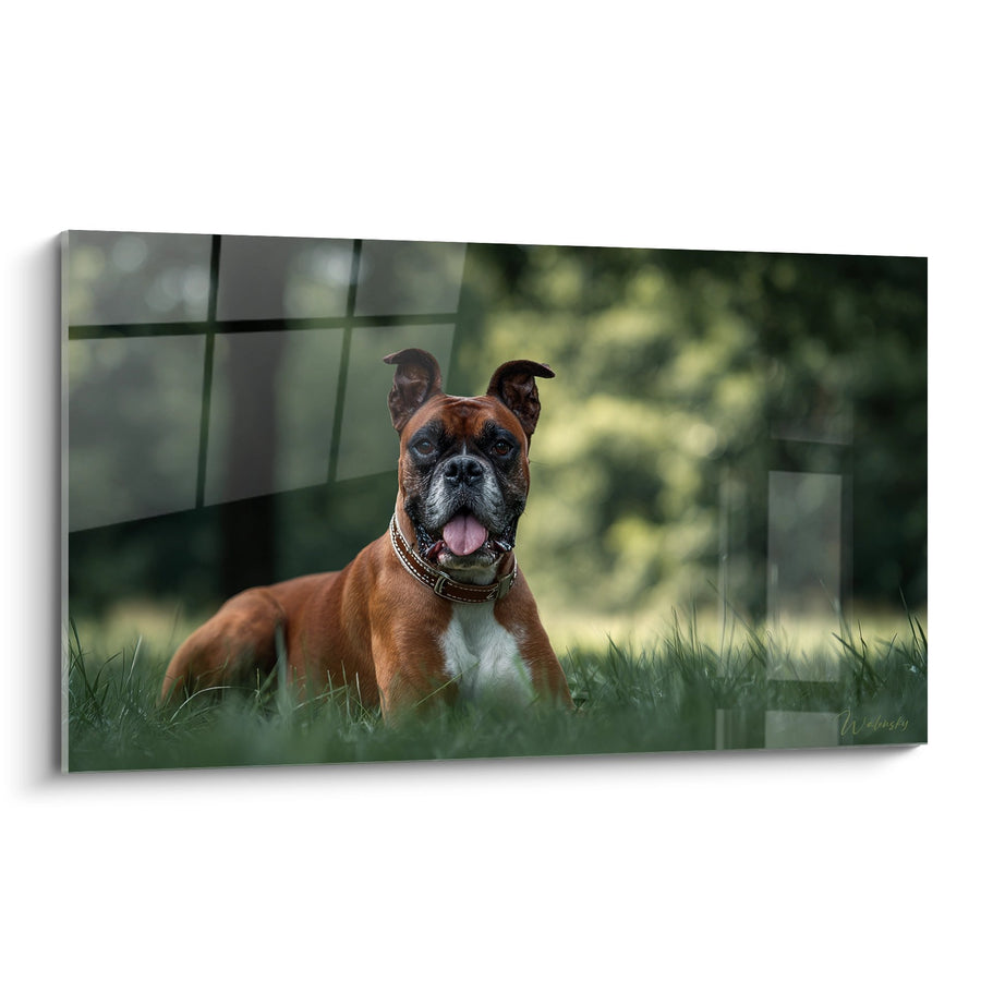 Tableau Chien Boxer Bringé aux Yeux Sombres dans l'Herbe - Regard Profond - Edition Boxer