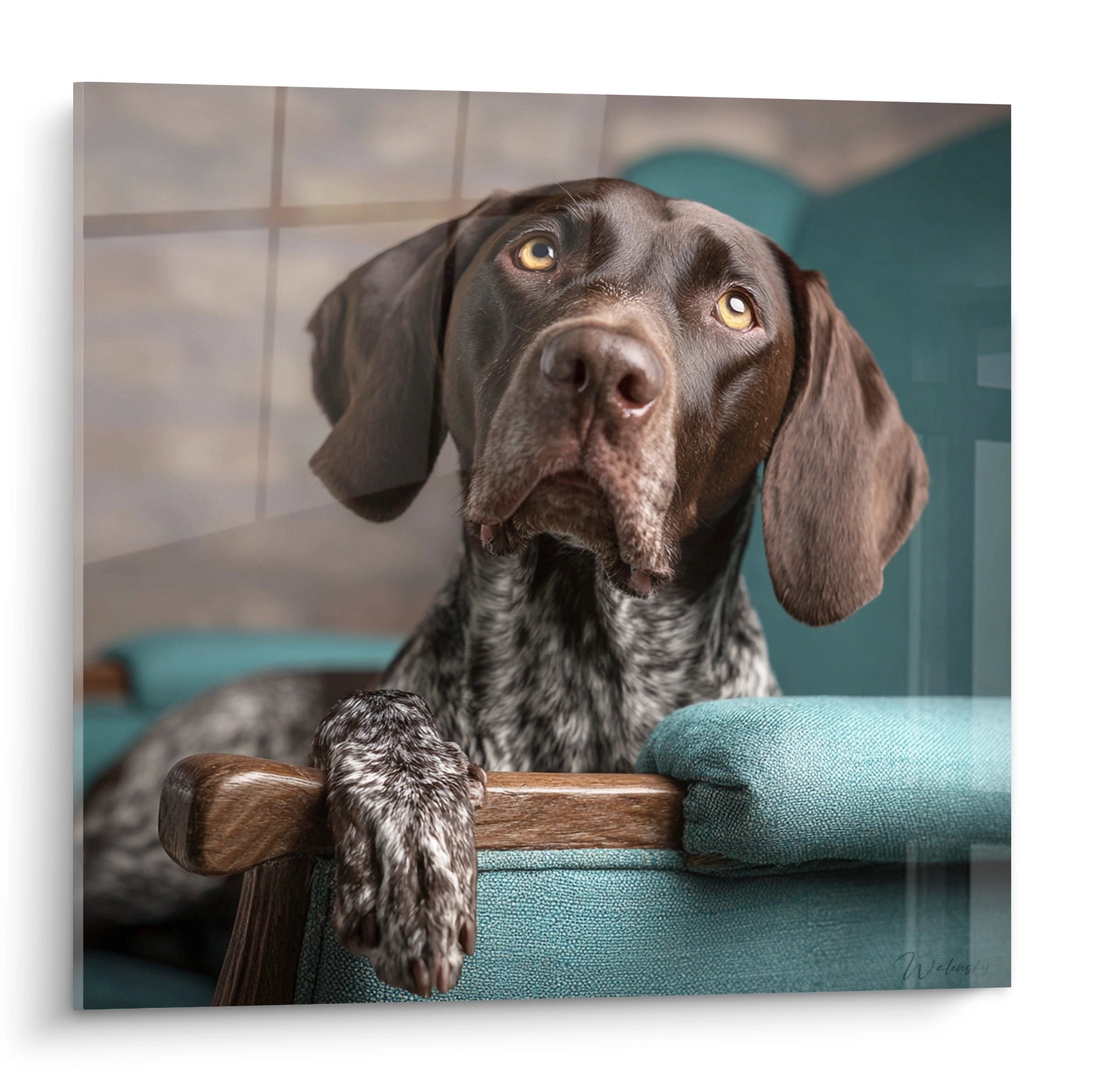 Portrait d'un Braque Allemand aux yeux dorés allongé sur canapé turquoise dans intérieur moderne