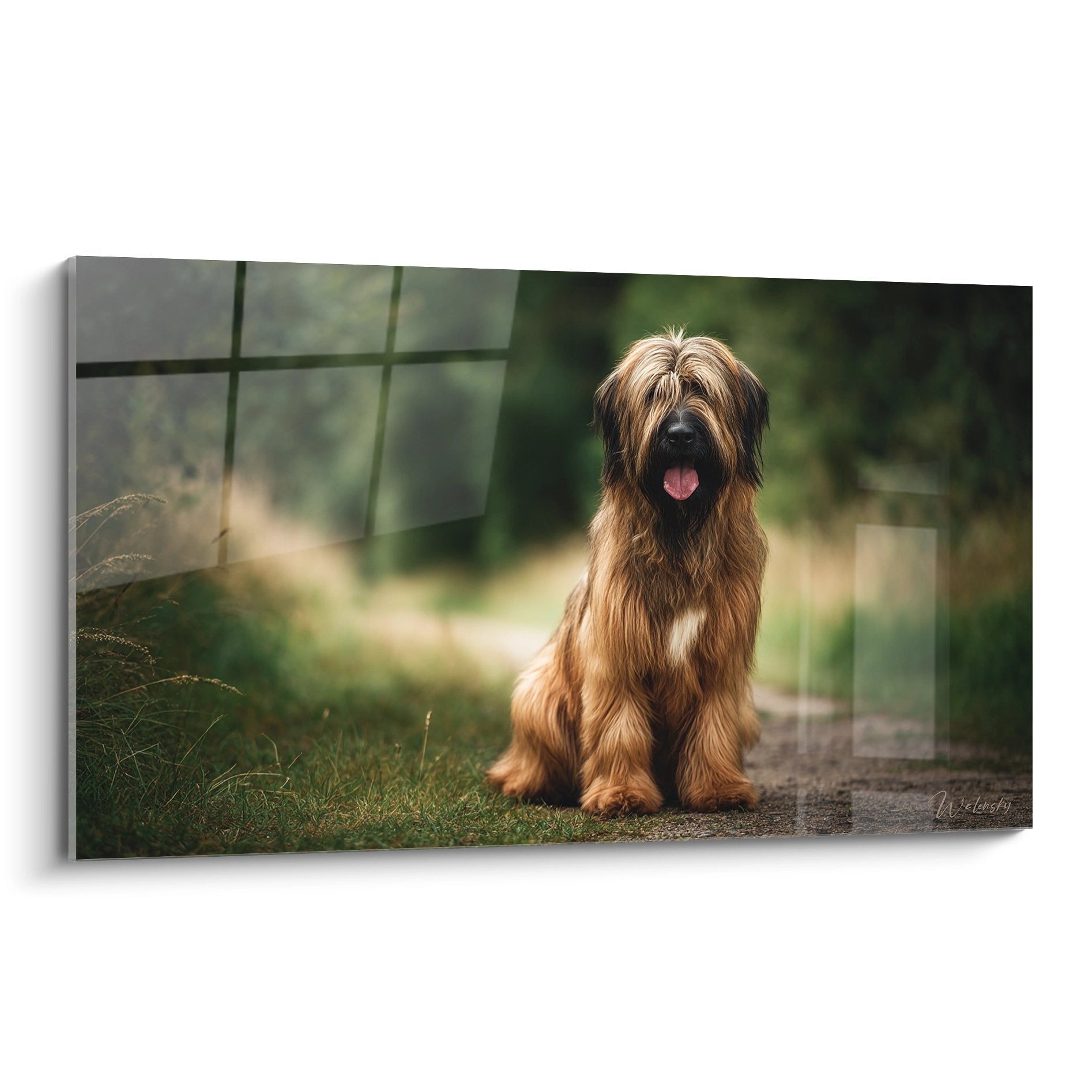 Tableau portrait Briard assis sentier terre langue rose pelage fauve doré lumière naturelle