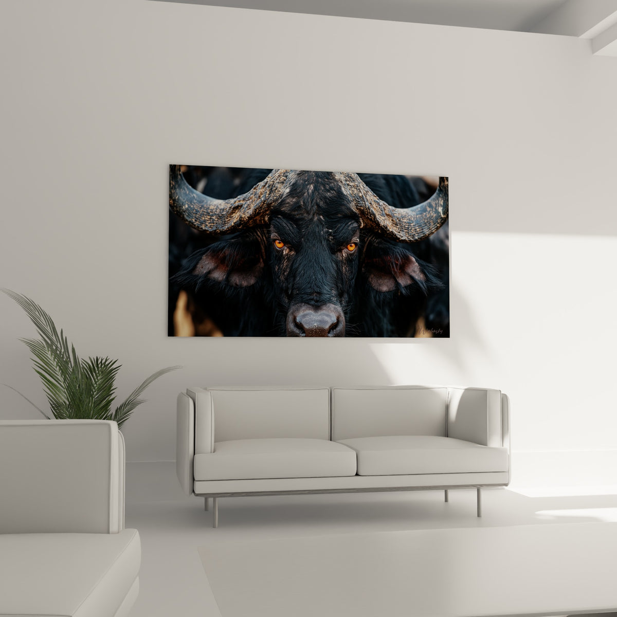 Cornes dorées et pelage anthracite du buffle, accrochées au-dessus d'un canapé dans un salon lumineux