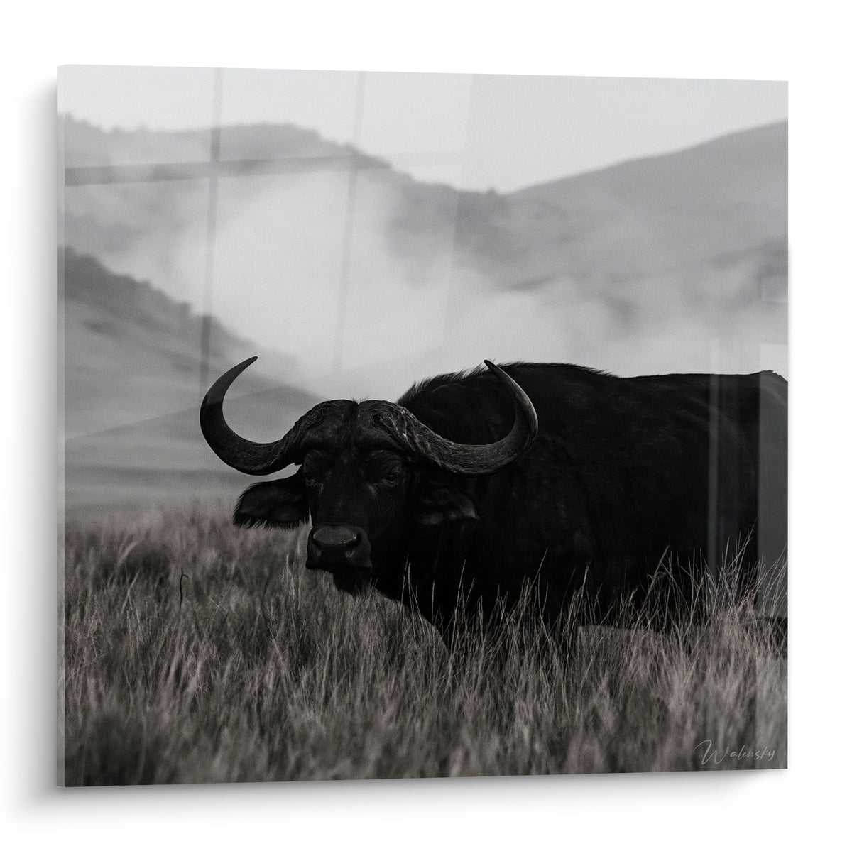 Buffle noir aux cornes massives émergeant d'une brume grise, regard fixe et herbes argentées