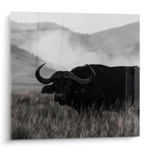 Tableau Buffle noir dans la brume argentée - Sentinelle des collines - Edition Buffle