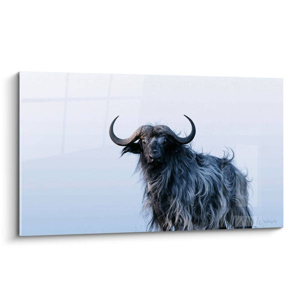 Tableau Buffle noir aux longs poils gris - Silence des cimes - Edition Buffle