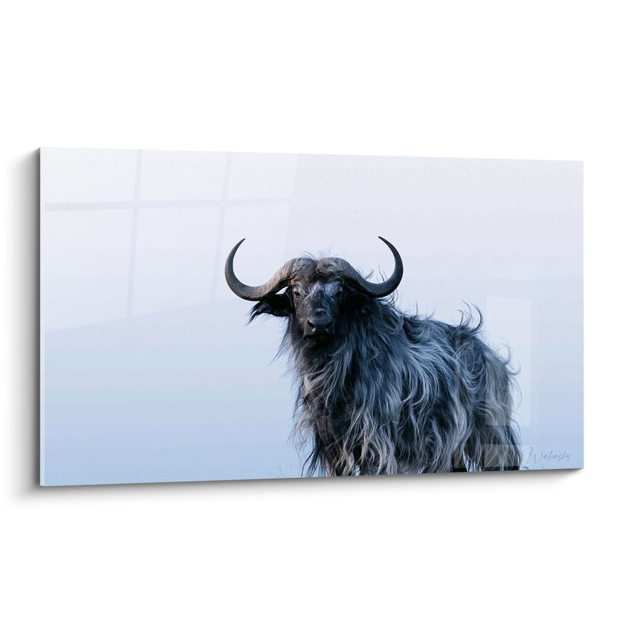 Tableau Buffle noir aux longs poils gris - Silence des cimes - Edition Buffle