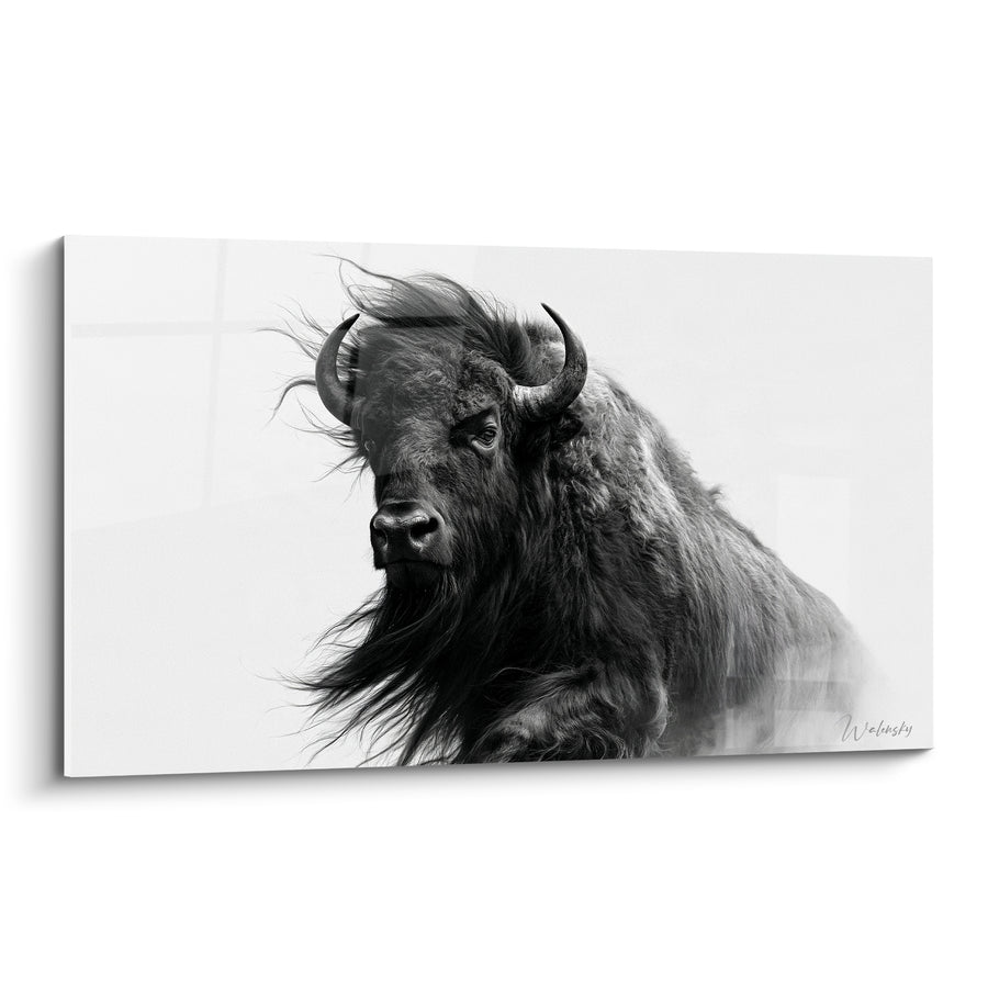 Tableau Buffle noir et blanc à la crinière décoiffée - Crinière au vent - Edition Buffle