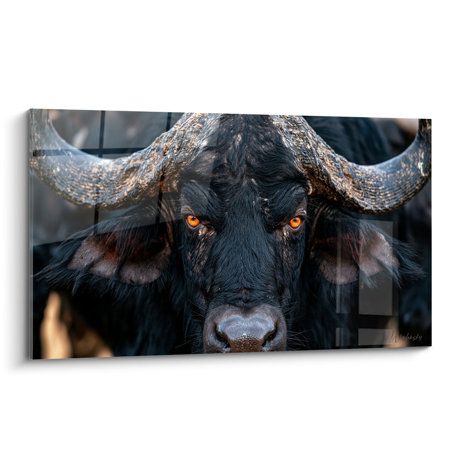 Tableau Buffle noir aux yeux ambre perçants - Truffe humide texturée - Edition Buffle
