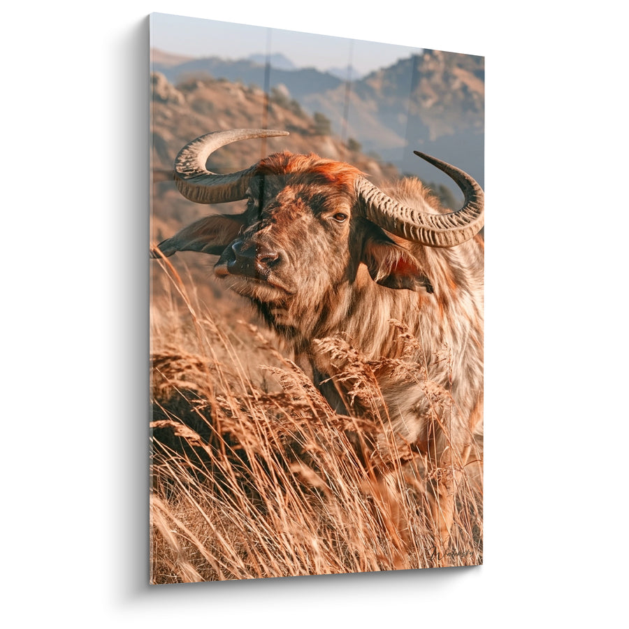 Tableau Buffle roux et gris parmi les épis dorés - Montagnes embrumées au loin - Edition Buffle